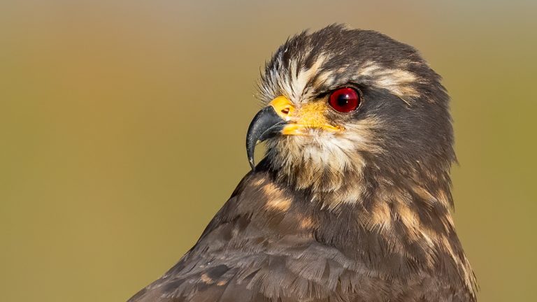 Sony A7RIV & Sony A9 Incredible Bird in Flight Photography  – Snail Kites – Swamp Hens  – 600F4 GM