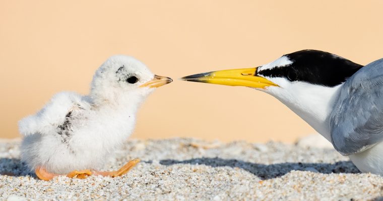 Adorable Baby Birds on the Beach in Florida – Sony A7RIV – Sony A9 Bird Photography Mark Smith