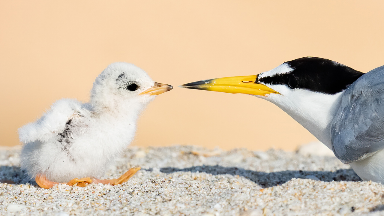 Adorable Baby Birds on the Beach in Florida – Sony A7RIV – Sony A9 Bird Photography Mark Smith