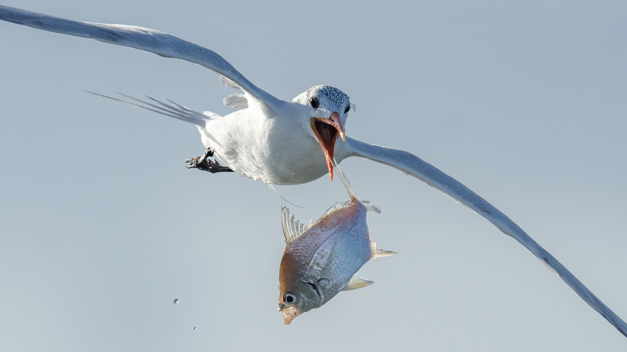 birds diving for fish