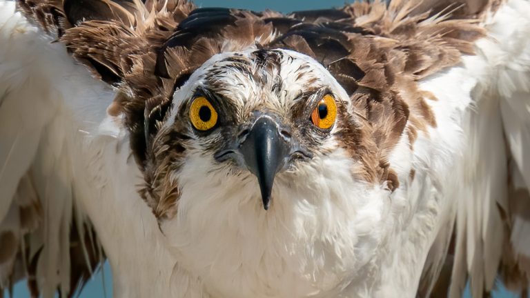 Q&A#4 Sony A7SIII Nikon D850 Focus Areas – Sony 400 2.8 vs 600F4 – Tamron 150-600 G2 – Sony vs Nikon