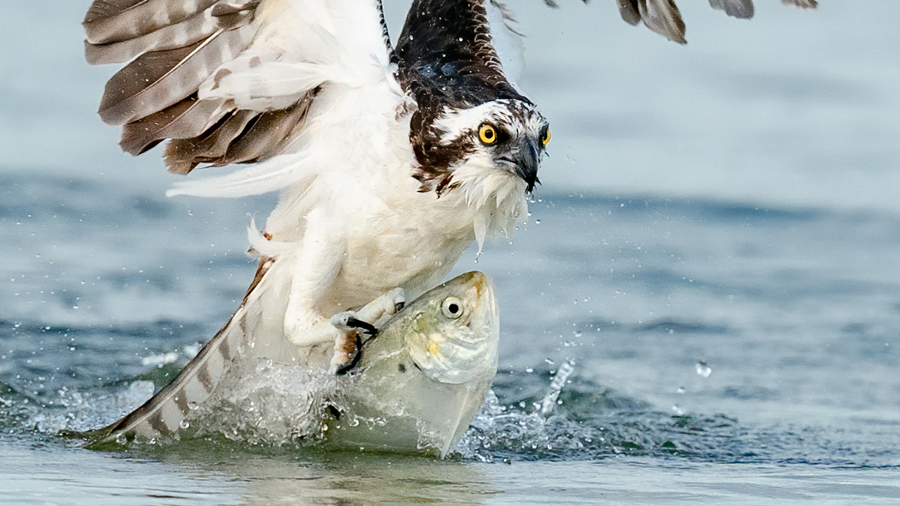 Sony A7RIV & Sony A9 Incredible Bird in Flight Photography  – Osprey With Huge Fish – 600F4 GM