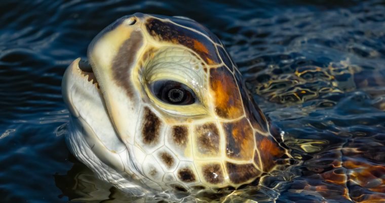 Turtles and the Tide – A Journey with Mark Smith – Filmed on Sony A9 100-400 & iPhone 11 Pro Max