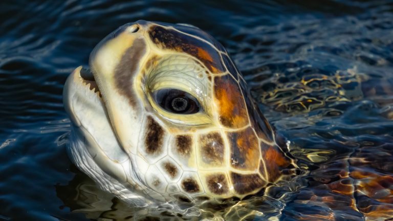 Turtles and the Tide – A Journey with Mark Smith – Filmed on Sony A9 100-400 & iPhone 11 Pro Max