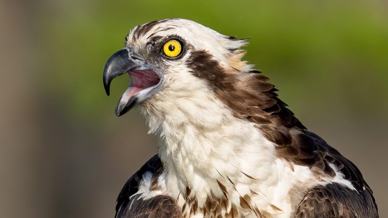 Sony A7RIV & Sony A9 Capture Amazing Detail and Amazing Bird in Flight Osprey Photography