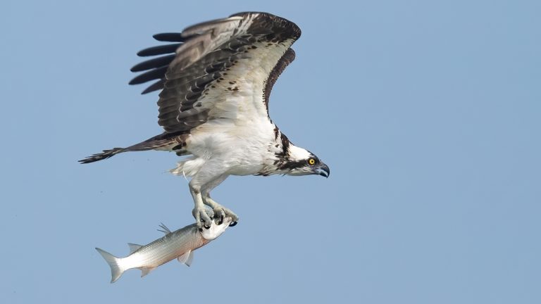 Canon EOS R5 Canon RF 100-500  – First Impressions Bird Wildlife Photography