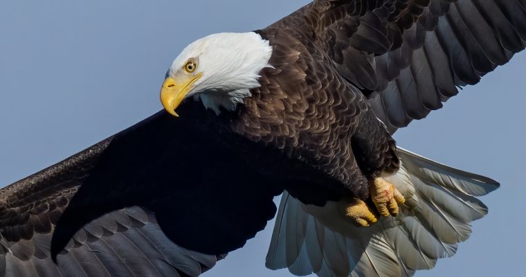 Insane Bald Eagle Bird In Flight FIGHTING Photography at Conowingo Dam Sony A7RIV A9 600MMF4 1.4 TEL