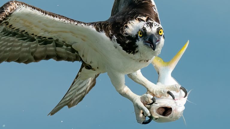 Q&A#5 Sony A9 or Canon R5 – Sony A7SIII for Stills? – D500 IN 2021 – A7SIII for Wildlife Video