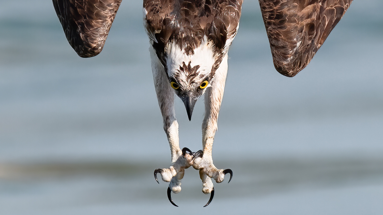BIG NEWS! BIG NEWS My New Hardcover Photo Book, Osprey The Glorious Pursuit of Unbridled Determination