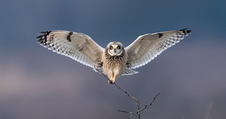 Beautiful Snowy Owl & Short Eared Owl Photography in New York  Sony A9 – A7SIII – A7RIV – Not the A1