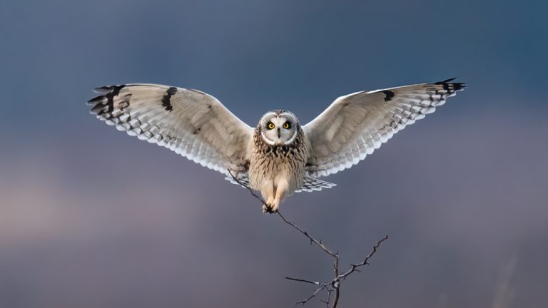 Beautiful Snowy Owl & Short Eared Owl Photography in New York  Sony A9 – A7SIII – A7RIV – Not the A1