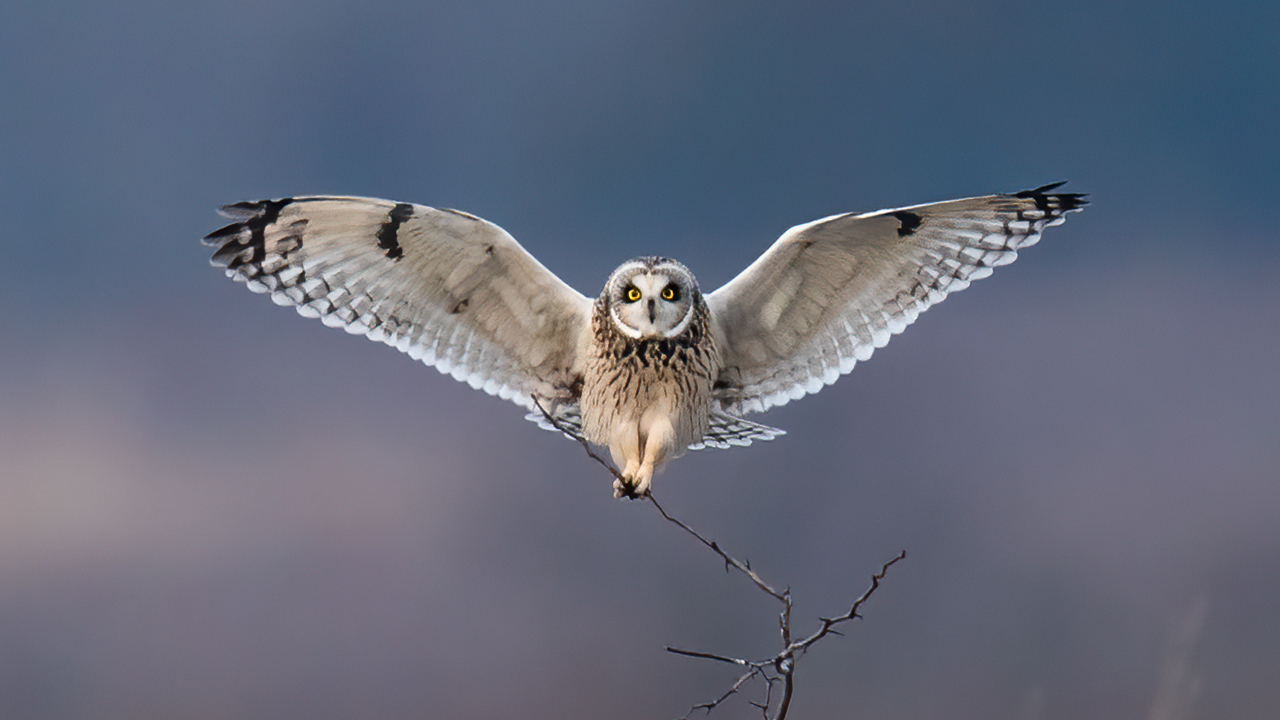 flying owl photography