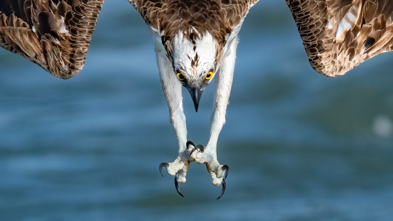 The Osprey Has Landed!