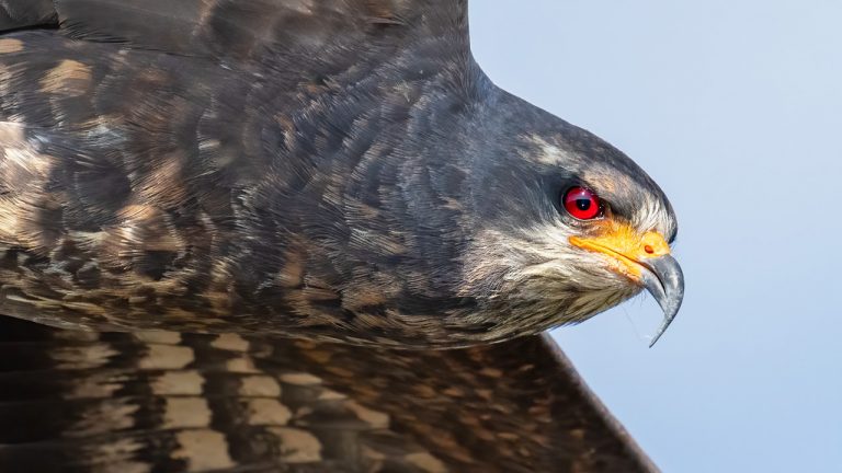 Sony A1 & Sony 200-600 First Impressions Part 1 – Alpha One 4k 120fps Footage