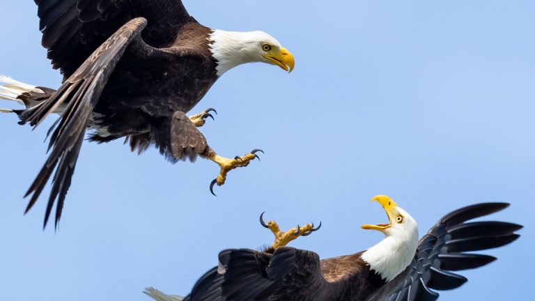 Sony A1 & Sony 200-600 First Impressions Part 2 – Alpha One