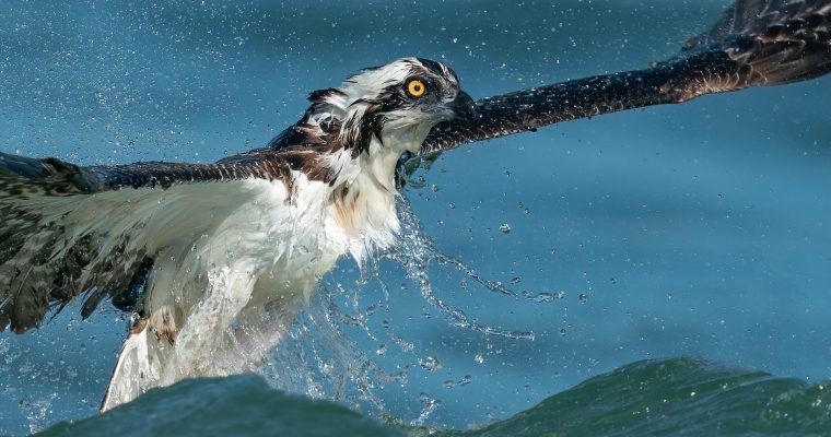 Osprey Coffee Table Book Advance Copy