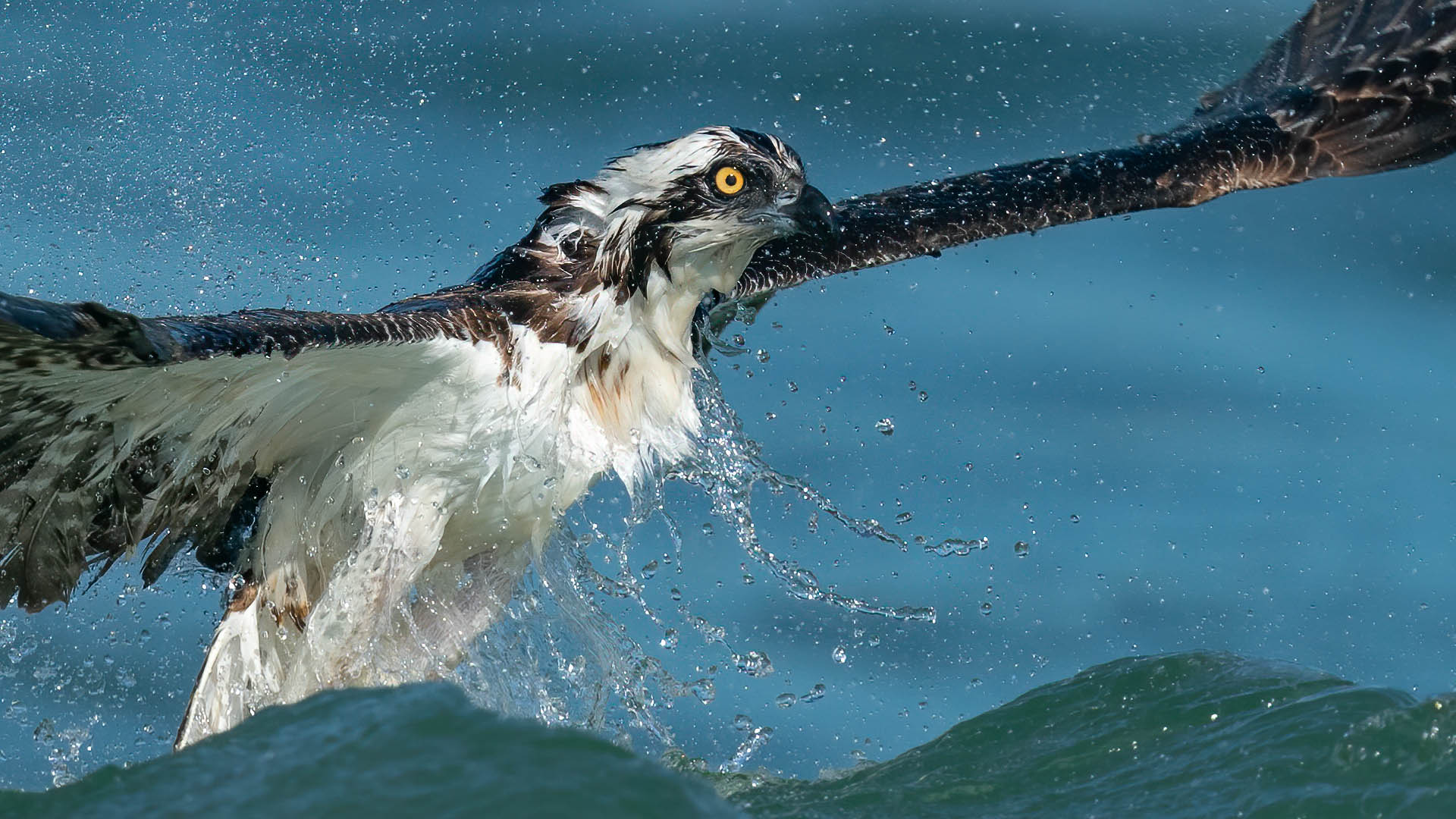 Osprey Coffee Table Book Advance Copy