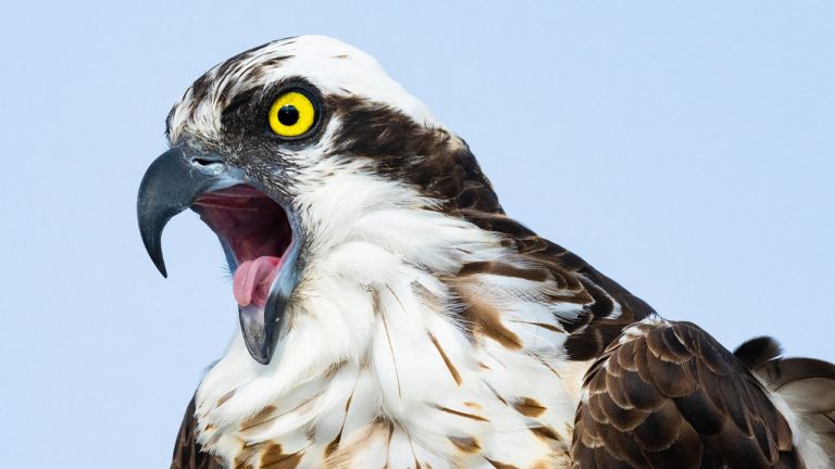 Insane Feeding Frenzy – Osprey, Shark, Tarpon – Fall Mullet Run – Shot on Sony A1 – A7S3 200-600mm