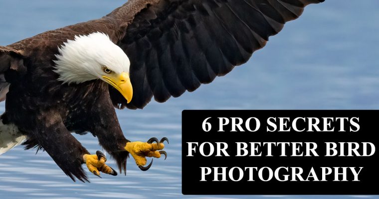 6 Pro Secrets for Better Bird Photography with Sony Mirrorless Cameras