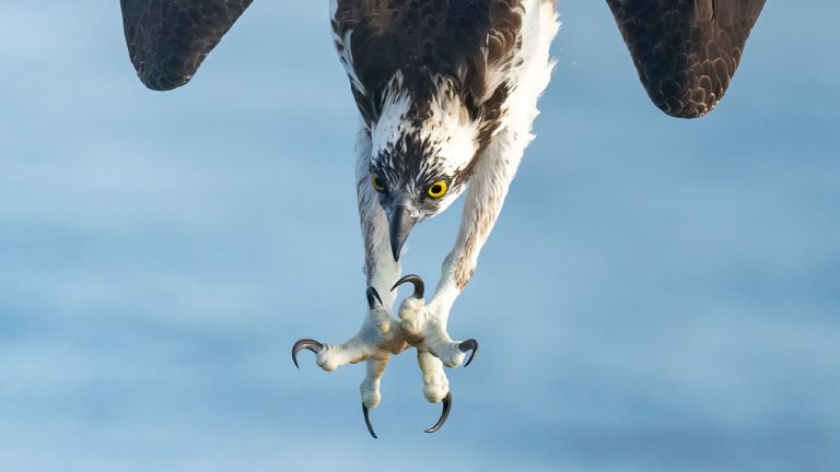 Cull Images Fast, Effective and Efficiently So You Can Get Outside to Take More!