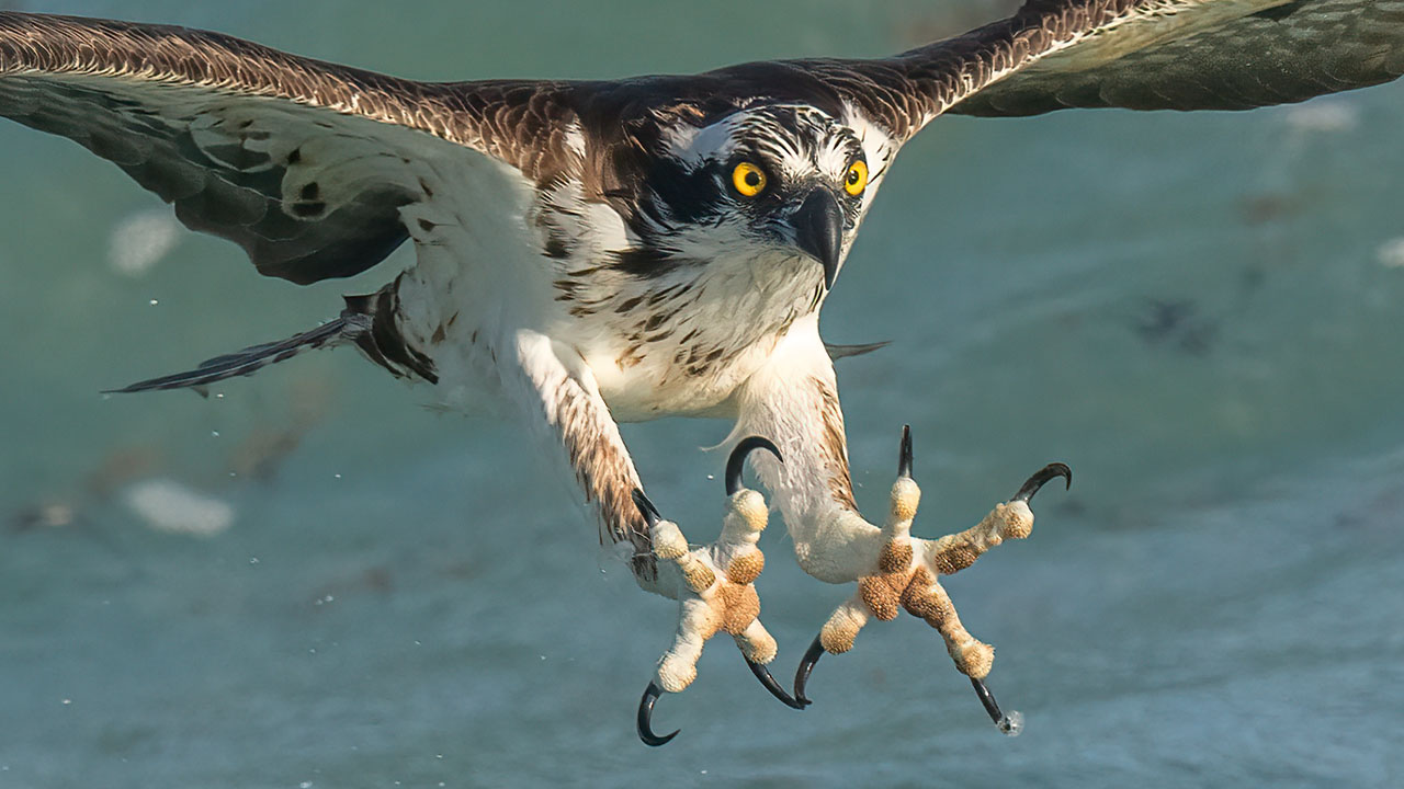 Sony A1 Bird in Flight Photography – 8x Slow Motion Video – Insane Osprey Dives – 600f4 GM – BIF