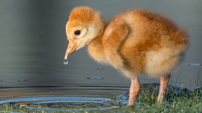 A Morning With Sandhill Crane Chicks – Sony A7SIII – Sony A7RIV – 600F4 1.4 Tele