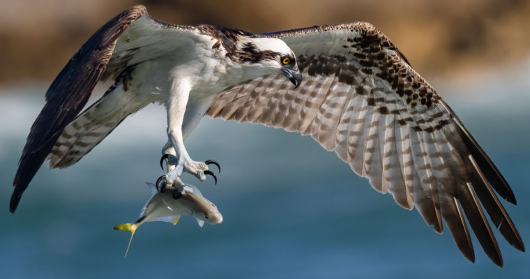 Nikon Z9 Autofocus Tests Bird in Flight – Insane Osprey Feeding Frenzy