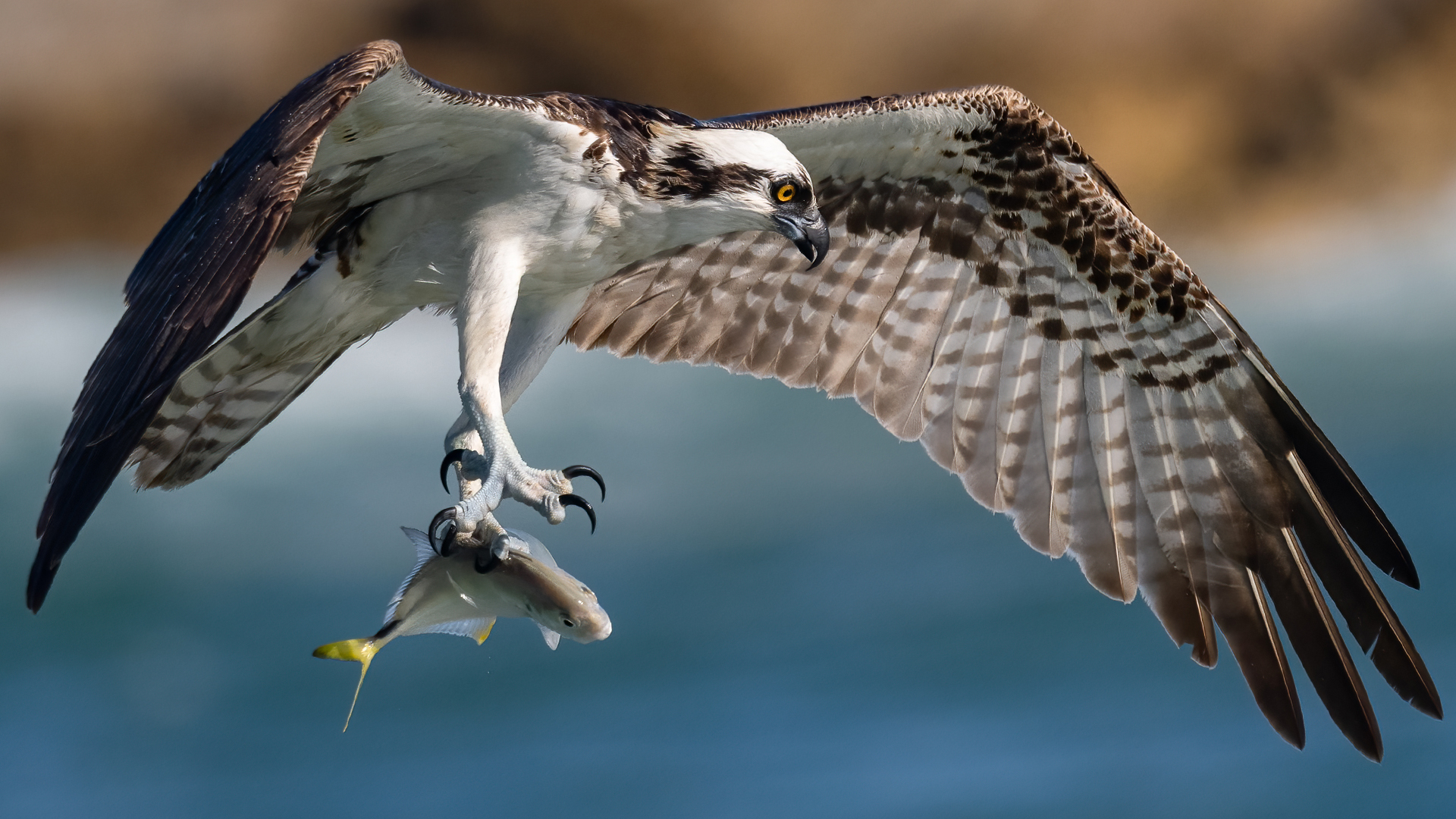 Nikon Z9 Autofocus Tests Bird in Flight – Insane Osprey Feeding Frenzy