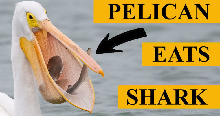 Nikon Z9 First Impressions -Pelican Eats Shark – Nikon 500 PF