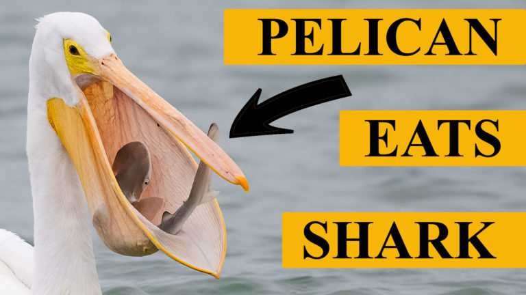 Nikon Z9 First Impressions -Pelican Eats Shark – Nikon 500 PF