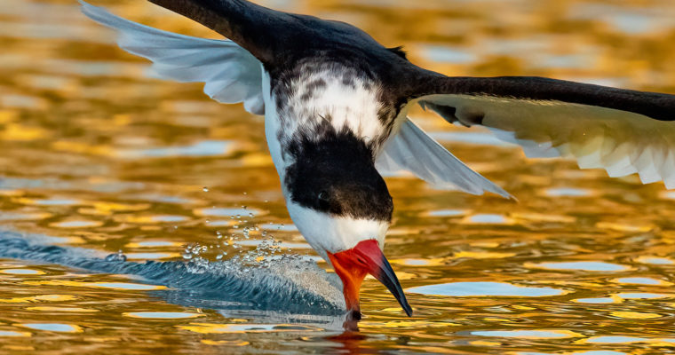 Golden Hour Photography – Does It Matter? – Sony A1 Black Skimmers
