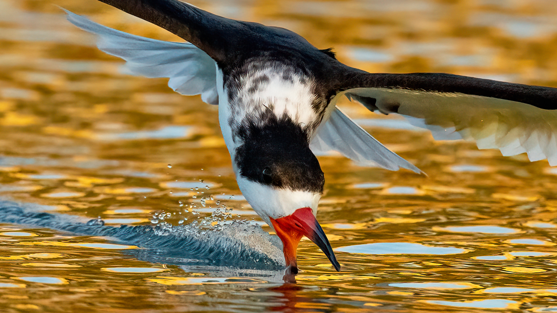 Golden Hour Photography – Does It Matter? – Sony A1 Black Skimmers