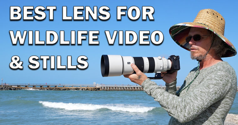 The Best Lens for Wildlife Video & Stills