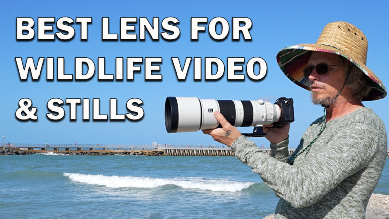 The Best Lens for Wildlife Video & Stills