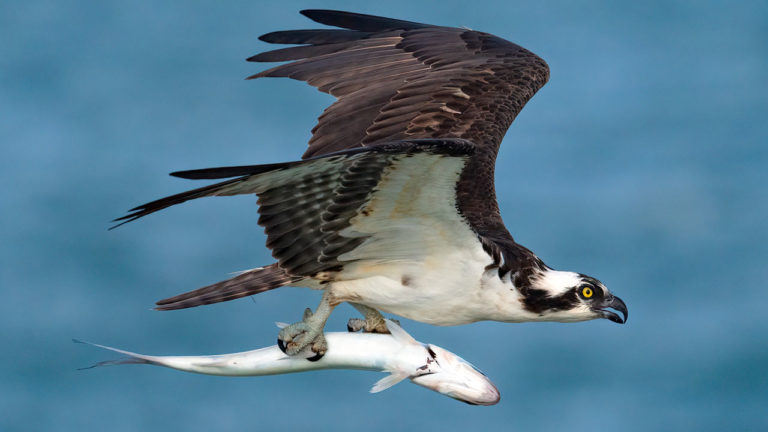 Which Camera – Nikon Z9 or Sony A1?