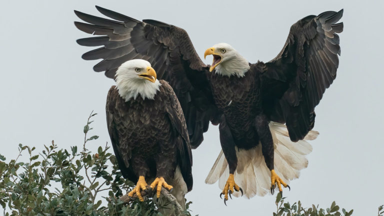 NIKON Z9 – Your Questions Answered – Auto Focus Consistency – EVF Quality