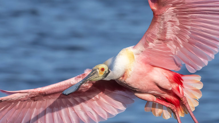 Nikon 100-400mm Z Lens VS Nikon 500mm PF on the Z9 – Which Lens Is Best for Bird Photography PART 1