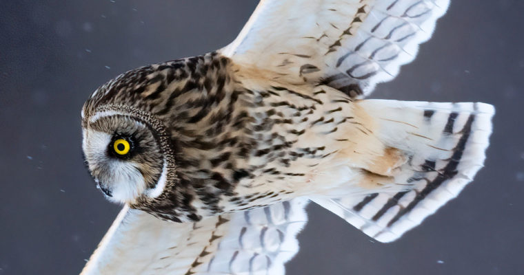 Nature Photography – Photographing Owls in Flight in Canada with the Sony A1