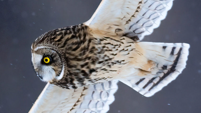 Nature Photography – Photographing Owls in Flight in Canada with the Sony A1