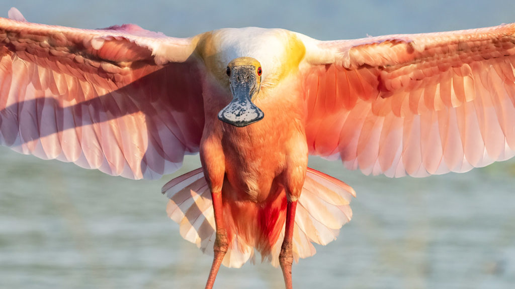 Nikon 100400mm Z Lens VS Nikon 500mm PF on the Z9 Which Lens Is Best