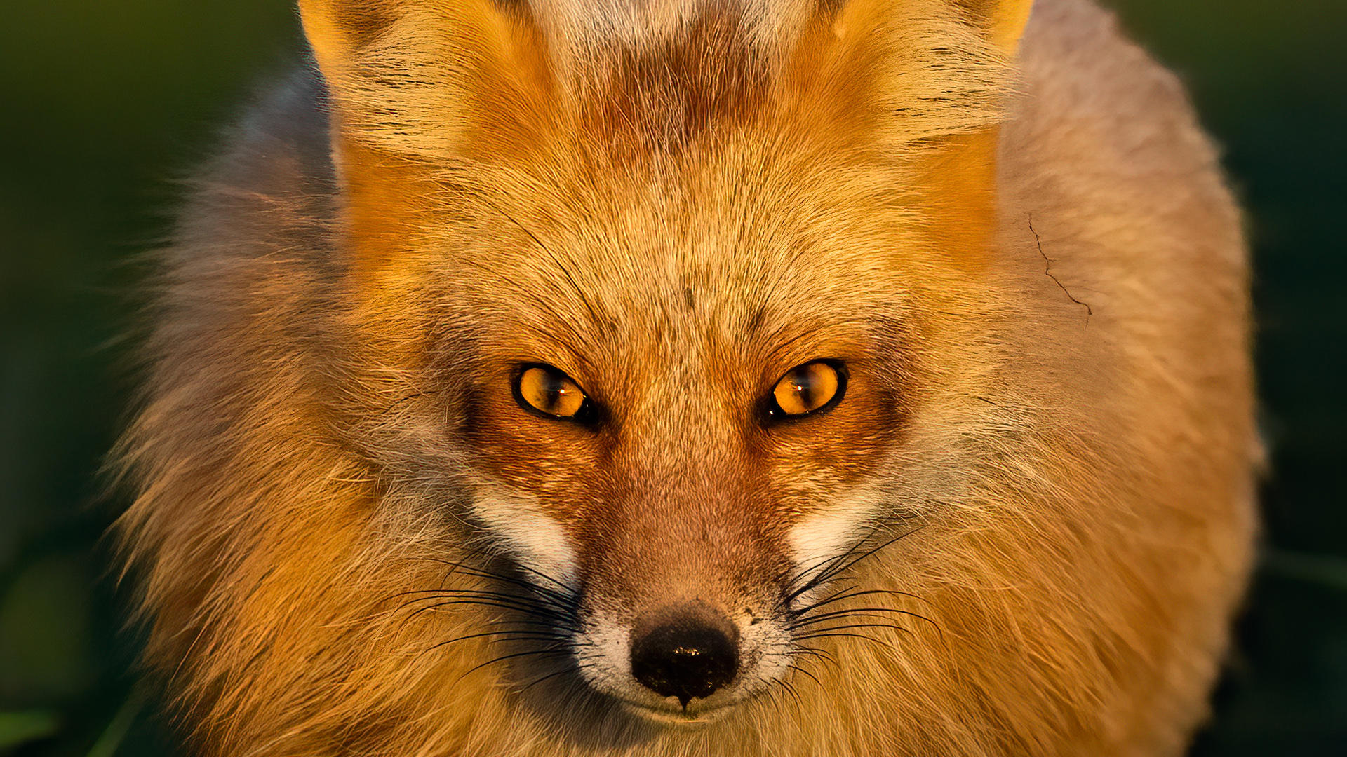 Nature Photography in the Pacific Northwest with a finicky family of whimsical foxes!