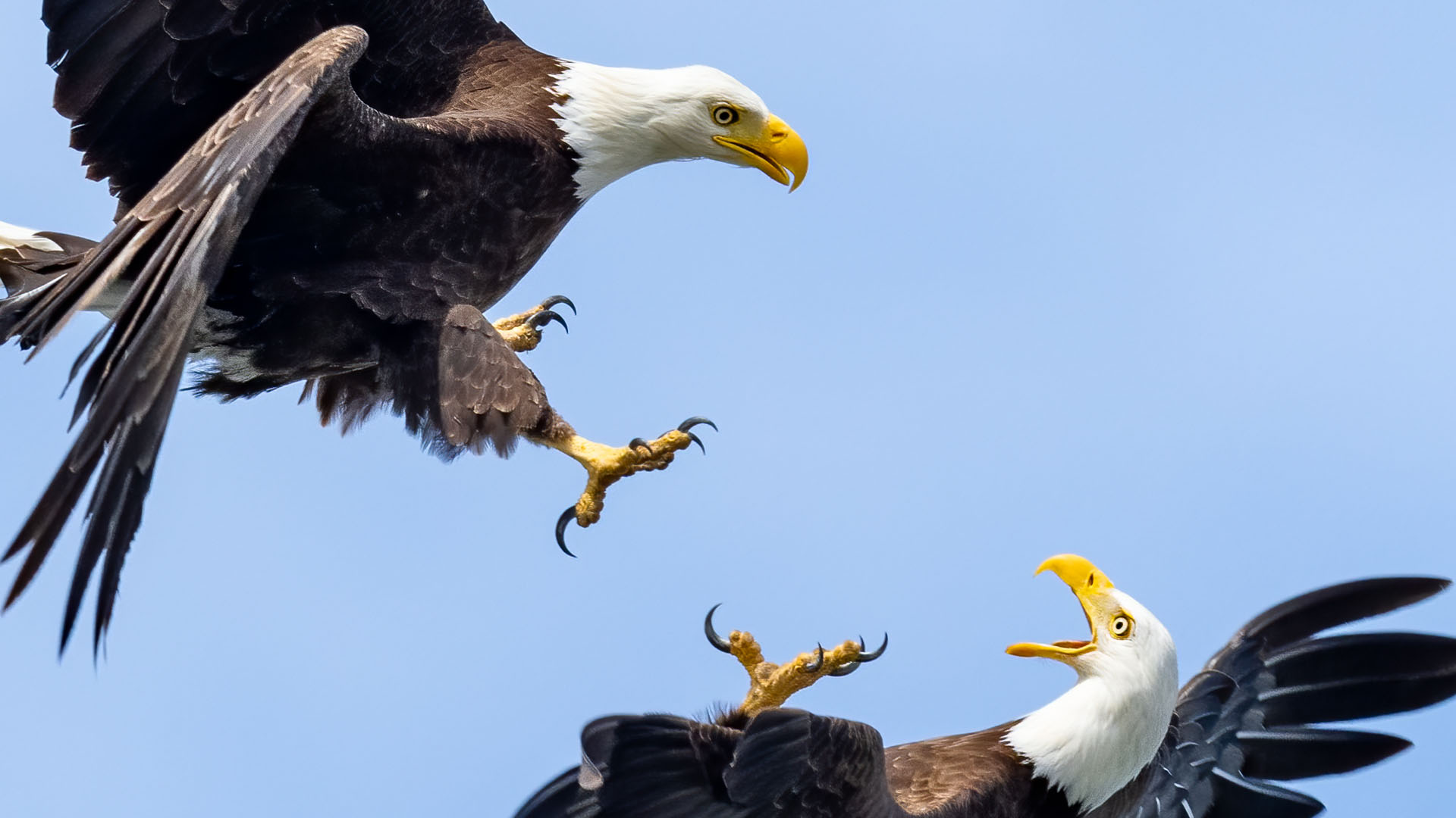 Eagle Fight so INSANE it was stolen dozens of times – A Huge Thank You to My subs and YouTube