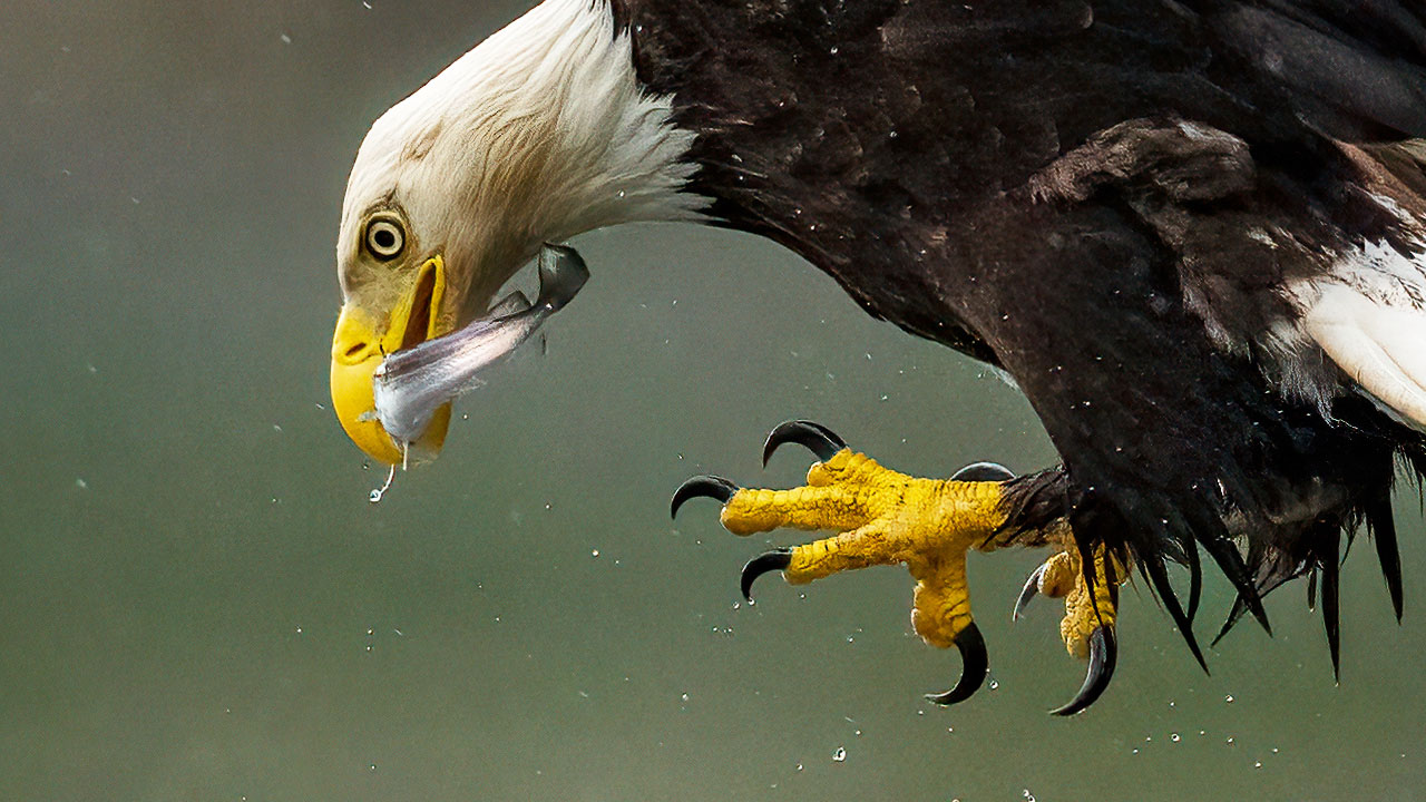 Insane Bald Eagle Feeding Frenzy