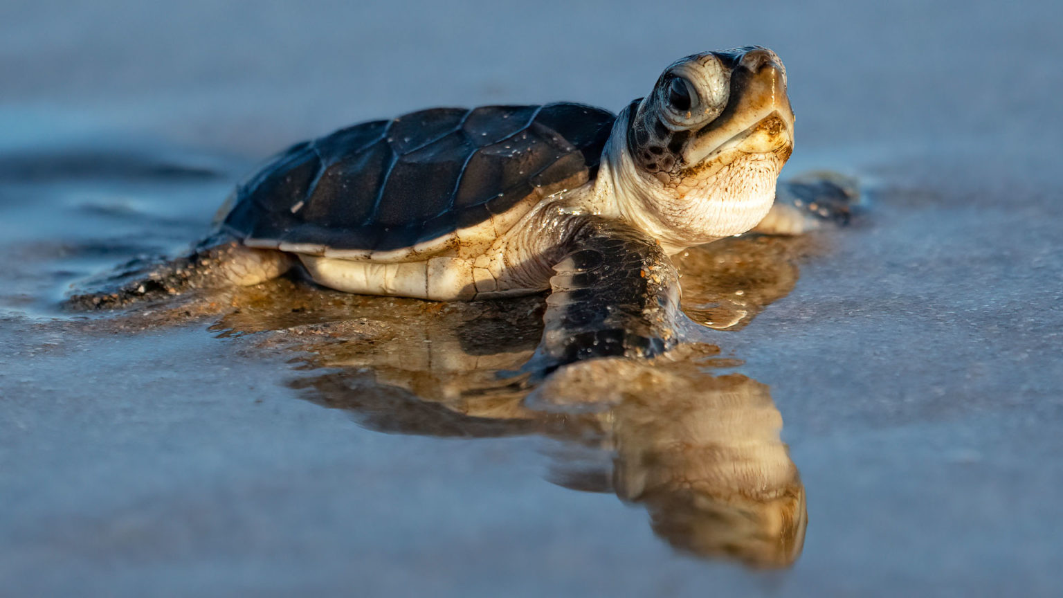 Sony A7iv Wildlife Photography - Photographing Sea Turtles In Florida 