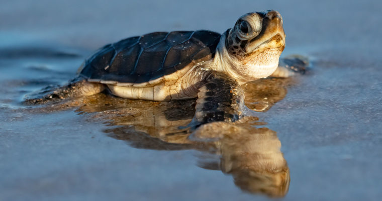 SONY A7IV Wildlife Photography – Photographing Sea Turtles in Florida with the A74