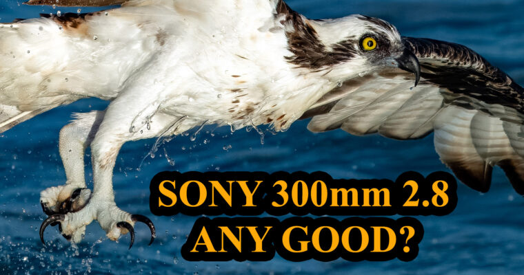 Sony 300mm 2.8 Ridiculously Good or Just Ridiculous? Part 1 of 3. Wildlife Bird Photography