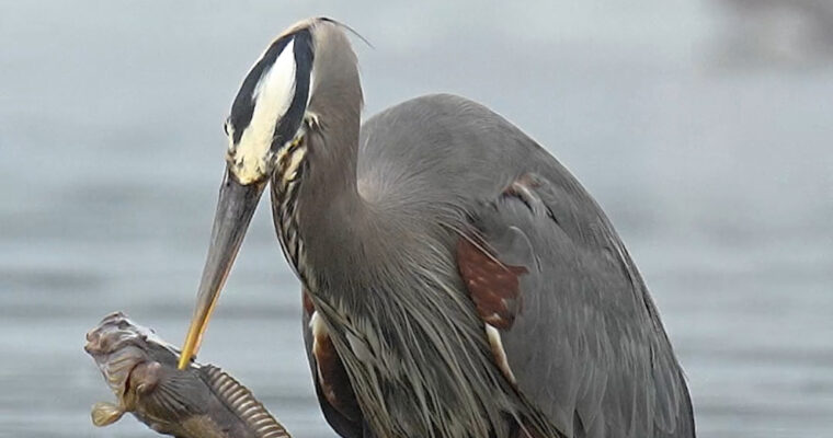 Savage blue heron spears huge prehistoric fish. Can it swallow its meal?