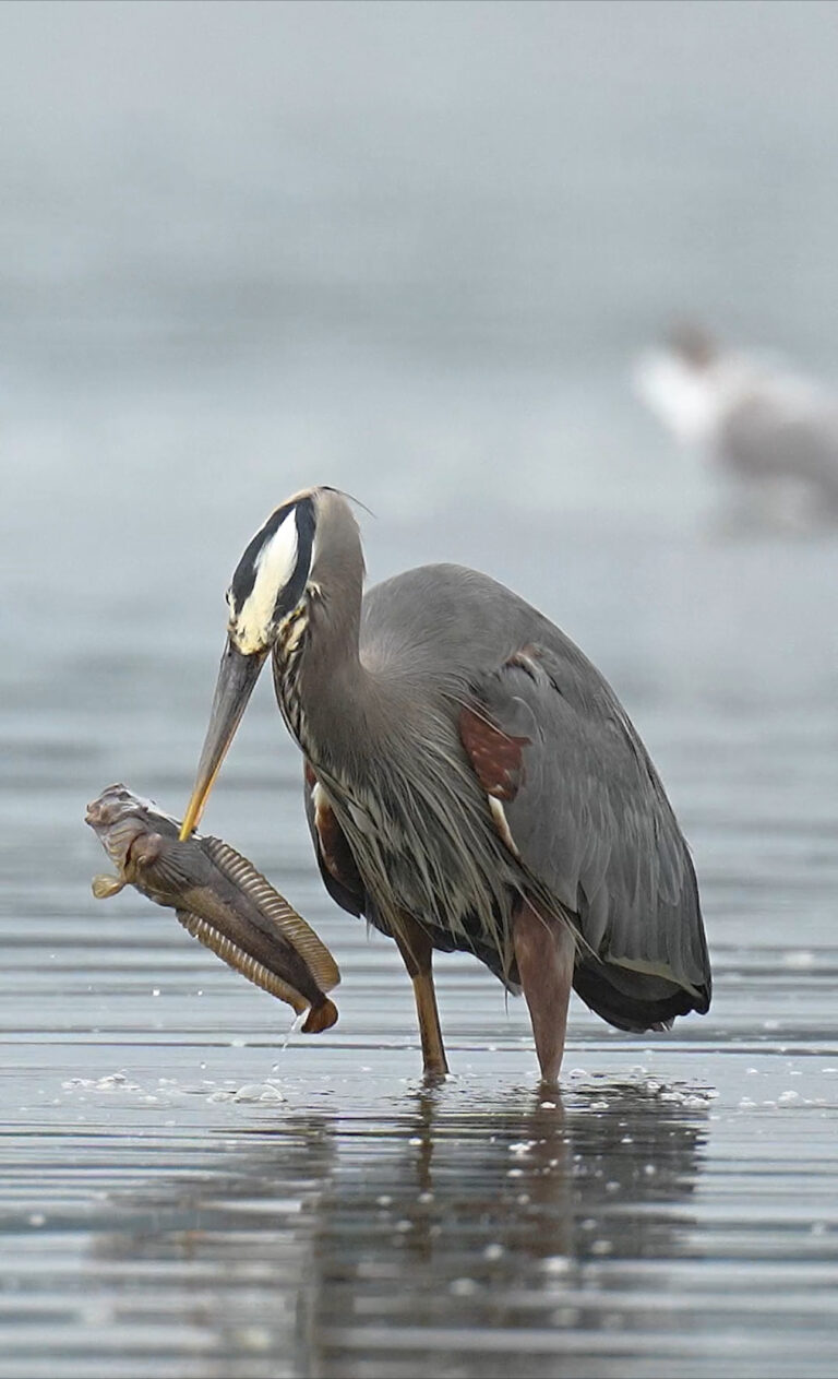 Savage blue heron spears huge prehistoric fish. Can it swallow its meal?