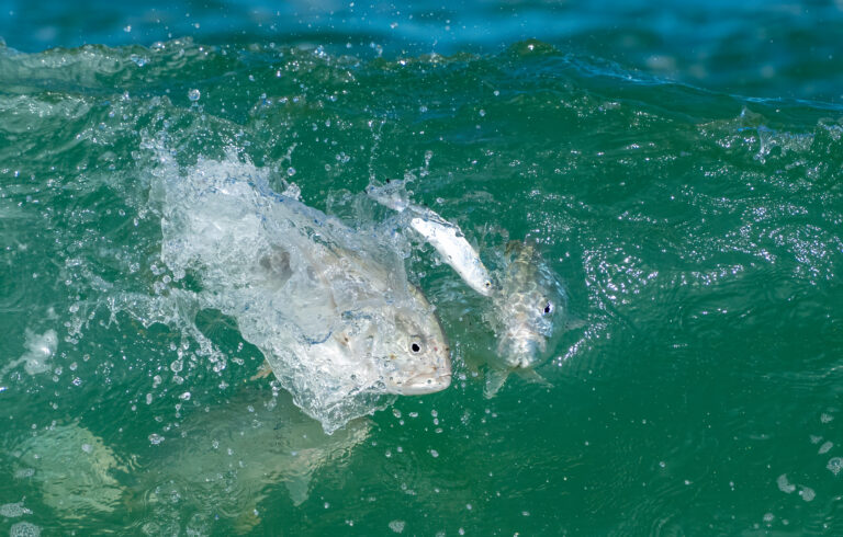 Millions of Fish. One Insane Moment.