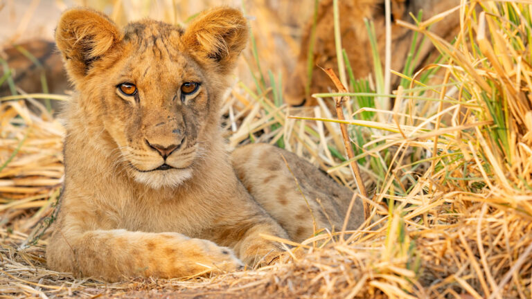 Is This the Perfect Wildlife Safari Lens – 50-200 2.8??? OM System M.Zuiko Goes On Safari